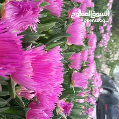  15 مزرعة وفلة للبيع بموقع ممتاز