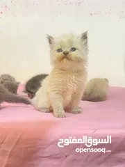  11 قطط (كيتنز) ميكس سكوتش فولد وبرتش لون سلفر بلو  و لون ابيض  للبيع