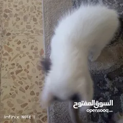  4 قط بلدي للتبني