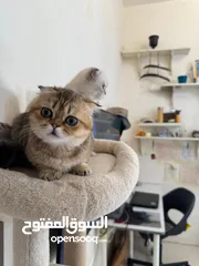  3 ذكر وانثى للبيع