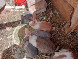  3 ارانب بلدي