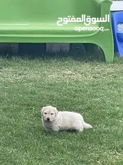  6 Labrador retriever for adoption