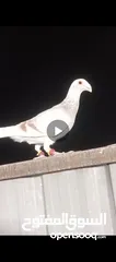  8 طيور حمام بسعر حرق