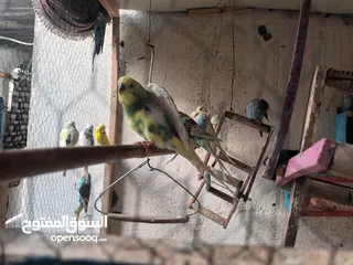  4 طيور حب للبيع