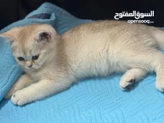  3 برتش ny24 و ns11 للبيع مستوى عالي جداً