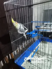  3 طائر كوكتيل للبيع بسعر مغري ... معه كامل اغراضو من قفص واكل