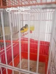  6 طيور كناري 4اناثي