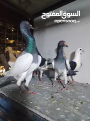  2 15 طير مخلف 4 يهودي رقبه شبر 4 مزههورات 4 نوري  1مخلف سلفر يهوديات نخب رقبه شبر 12 جوز يهودي