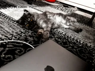  2 قطط للتبني