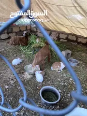  3 ارانب صغار للبيع