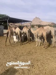  3 مجموعة من الحشوان