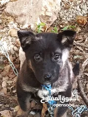  4 كلب جيرمن بس