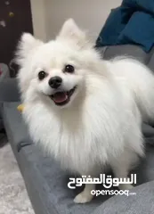  3 كلب بومريان