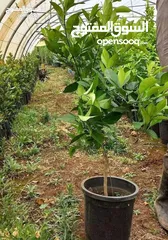  11 اشجار مثمرة وزينه وتنسيق حدائق