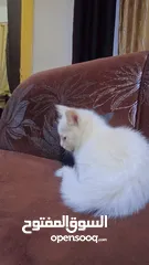  3 شيرازي صغير كل عين شكل مطعمه نضيفه ا