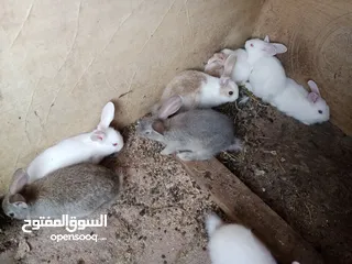  3 أرانب بلدي و فرنسي للبيع  ديوك بلدي للبيع