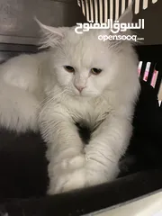  6 White Persian Male Cat