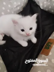  2 قطط شيرازي للبيع موجودين في عناتا