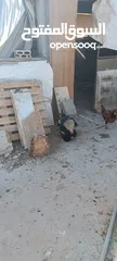  19 دجاج للبيع
