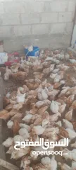  2 فراخ لوهمان براون العدد 300للبيع
