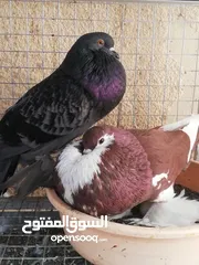  22 حمام للبيع