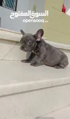  7 Female French Bulldog ( Blue eyes ) جرو انثي فرنش بولدوج بعيون زرقاء ، عمرها 3 اشهر- مع التطعيمات