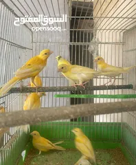  3 سعرر حرقق مخاليف كنار الحبة ع 6((((((نهايتهم))))))