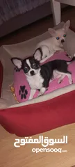  12 Chihuahua puppies