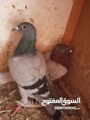  3 مجموعه حمام