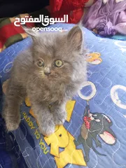  8 القطط الصغيره عمرهااا 2 شهرين ..القطط الكبيره عمرها 8شهور .. القط الاحمر سنه و3شهور