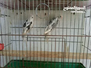  3 حبتين كوكتيل بايد للبيع دون قفص