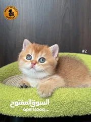  20 High-level British Shorthair kittens with pedigree