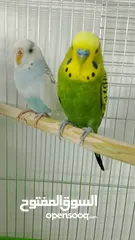  3 جوز حب مع فراخ