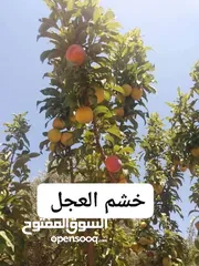  6 عروض علا جميع أنواع الأشجار اشتري كل 10شجرات واحصل على شجرتين مجاني والتوصيل مجانا