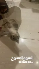 3 كيتين ذكر للتبني عمره شهرين