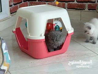  1 Scottish Fold Longhair 1 month old