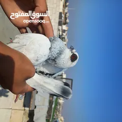  1 حمام كش  نضيف
