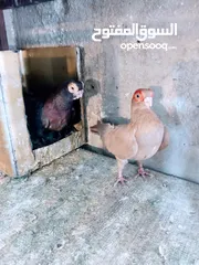  8 جواز نخب اول