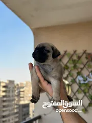  17 جراوي بج، pug puppies