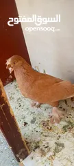  1 حمام للبيع