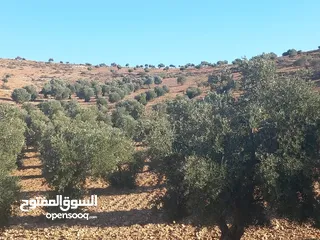  6 جرش  ثغرة عصفور  الغربيه