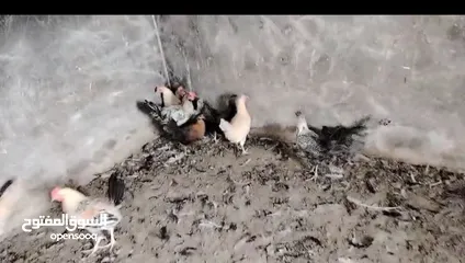 2 جاج بلدي للبيع