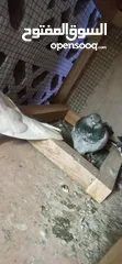  2 Pigeons Sale
