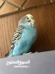  7 طائر حب نادر أليف  A rare love bird