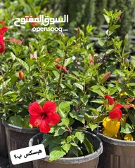 7 متوفر جميع انواع الاشجار المثمرة والزينة والورود وخدمة الزراع وتنسيق الحدائق وجميع انواع القواير