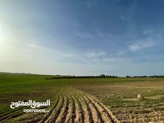  5 قطعة ارض للبيع جلول دونم 1000 متر مربع قرب التنظيم مباشرة شوارع مميزة