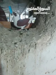  29 متاح جواز و حبات فلت موجودات طبربور سعرهن كويس