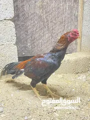  1 ديك باكستاني