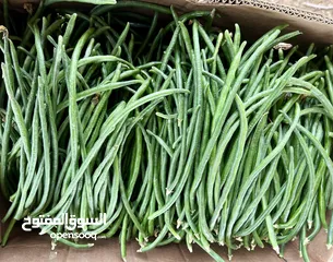  8 Fresh vegetables available at Wholesale price from our own Farms.