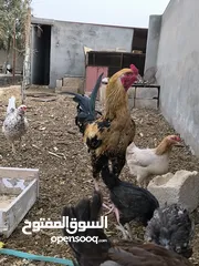  3 ديك باكستاني نخب اول